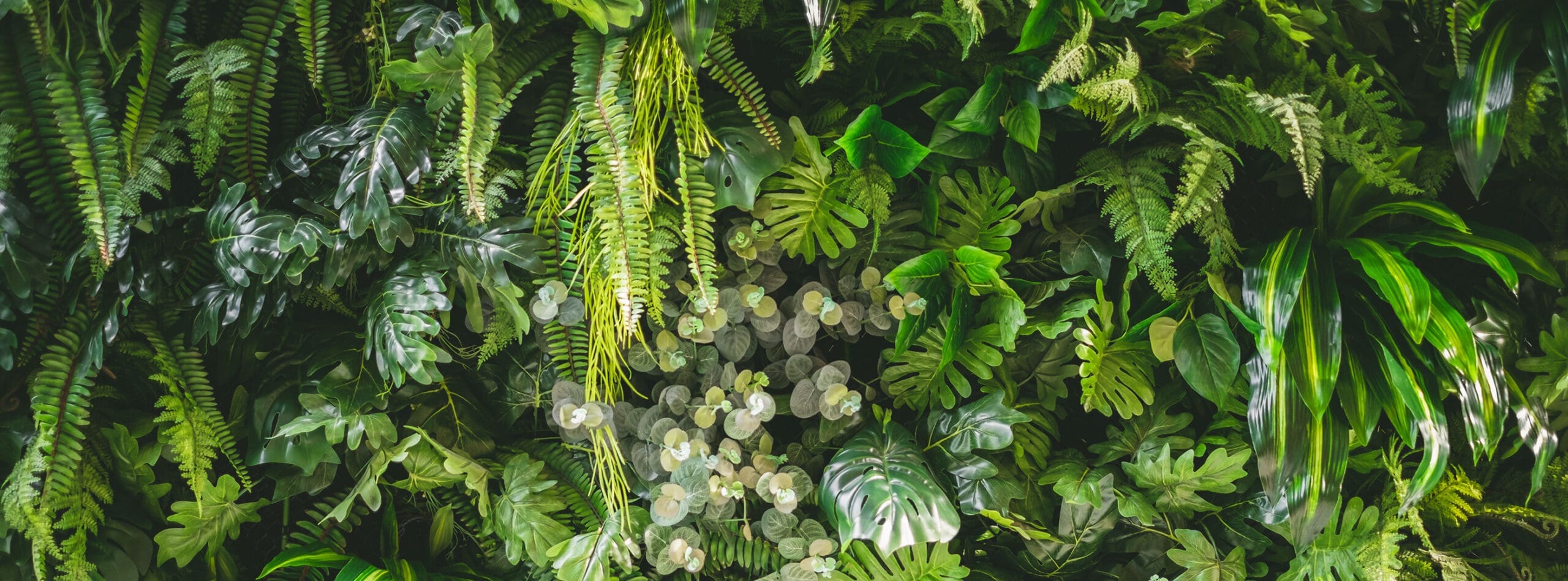 walll full of variety of green leaf topical plants some with flo